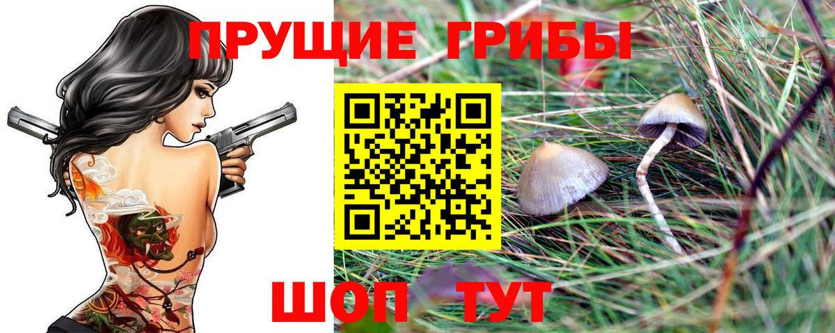 Псилоцибиновые грибы Psilocybe Краснотурьинск